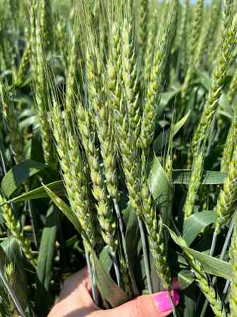 Семена озимой пшеницы донской селекции элита и репродукции Донецк