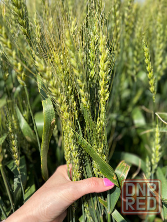 Семена озимой пшеницы донской селекции элита и репродукции Донецк - изображение 1
