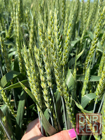 Семена озимой пшеницы донской селекции элита и репродукции Донецк - изображение 2