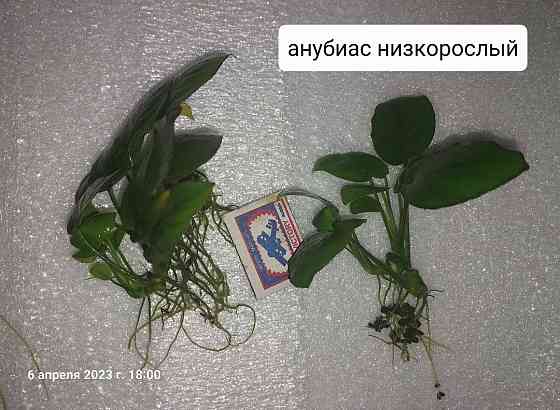 Растения аквариумные (анубиасы, криптокорина и другие) Донецк