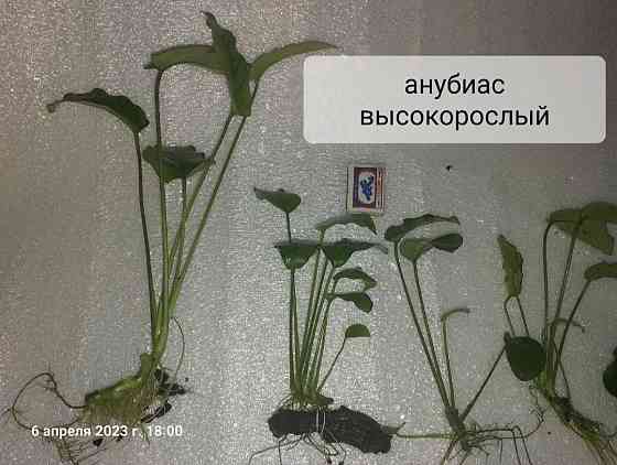 Растения аквариумные (анубиасы, криптокорина и другие) Донецк