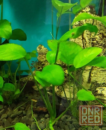 Растения аквариумные (анубиасы, криптокорина и другие) Донецк - изображение 3