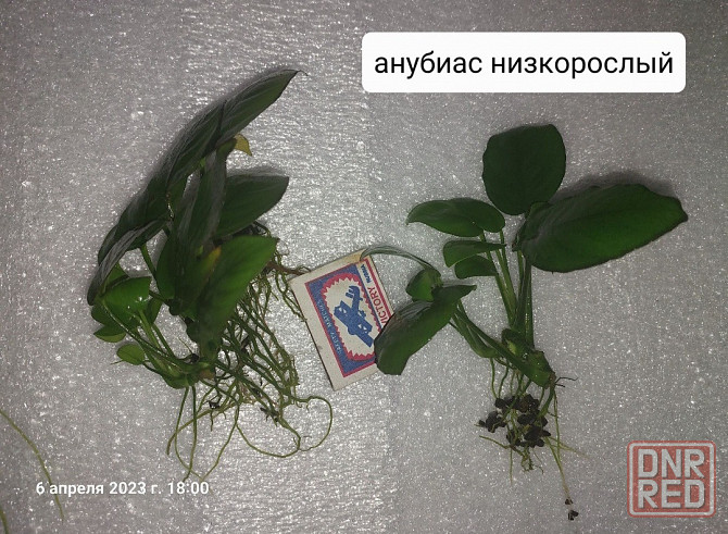 Растения аквариумные (анубиасы, криптокорина и другие) Донецк - изображение 2
