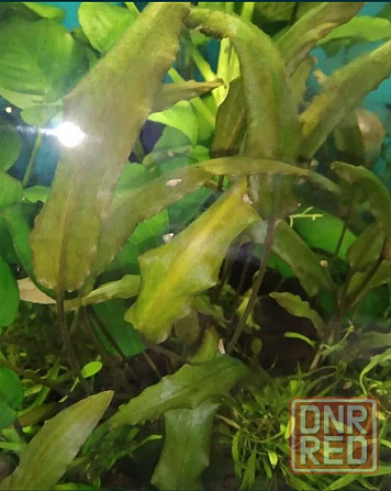 Растения аквариумные (анубиасы, криптокорина и другие) Донецк - изображение 6