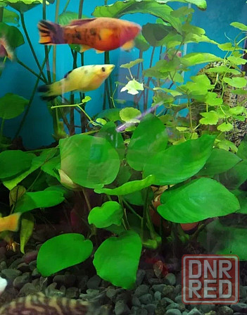 Растения аквариумные (анубиасы, криптокорина и другие) Донецк - изображение 1