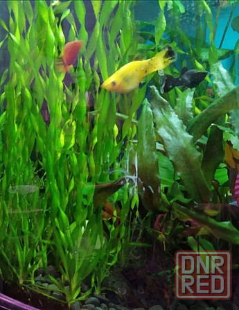 Растения аквариумные (анубиасы, криптокорина и другие) Донецк - изображение 7