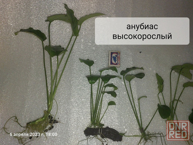 Растения аквариумные (анубиасы, криптокорина и другие) Донецк - изображение 4