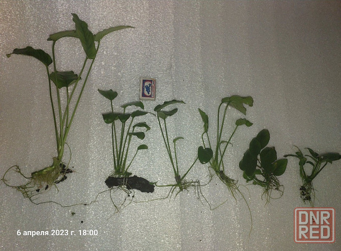 Растения аквариумные (анубиасы, криптокорина и другие) Донецк - изображение 5