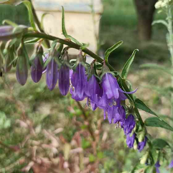 Многолетние растения и цветы Донецк