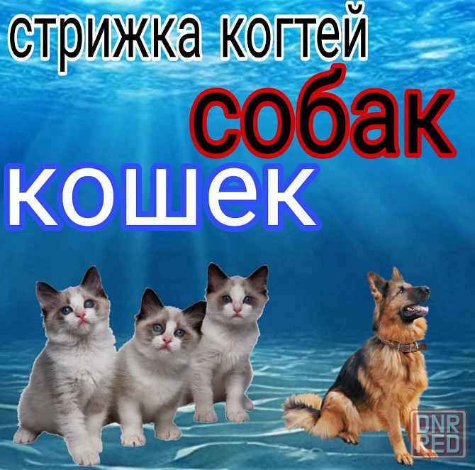 Стрижка когтей. Донецк - изображение 2