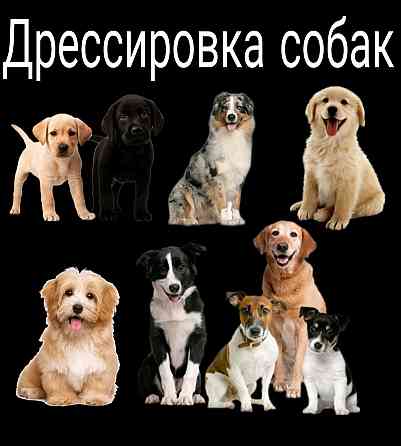 Базовый курс ринговой подготовки собаки.. Донецк