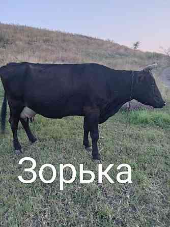 Продам коров Амвросиевка