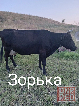 Продам коров Амвросиевка - изображение 2