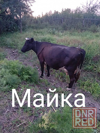 Продам коров Амвросиевка - изображение 3