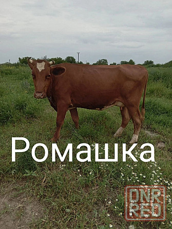 Продам коров Амвросиевка - изображение 1