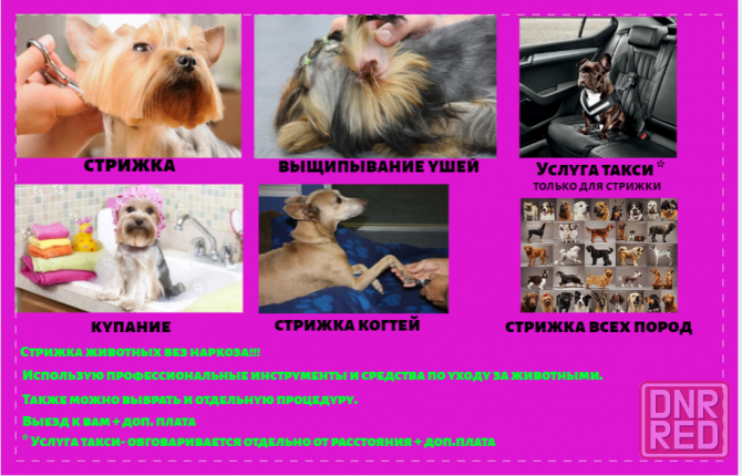 Стрижка собак и котов(кошек) Донецк - изображение 2