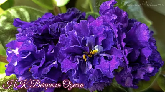 Фиалки\сенполии Донецк Донецк