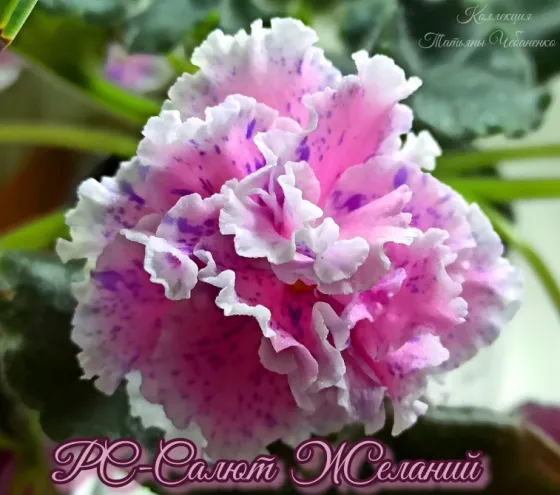 Фиалки\сенполии Донецк Донецк