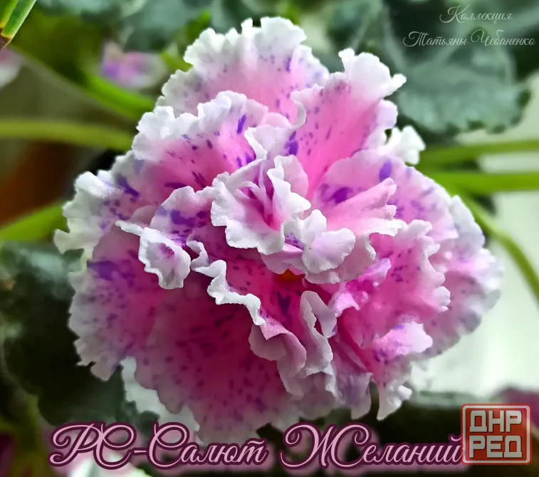 Фиалки\сенполии Донецк Донецк - изображение 2