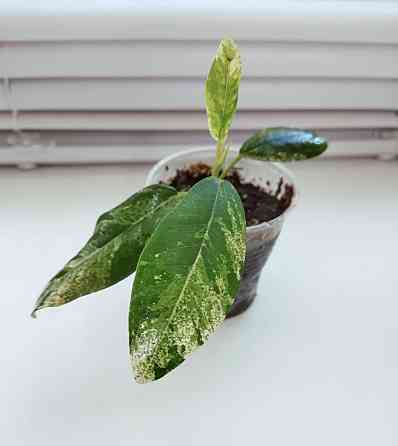 Фикус Ficus rubiginosa 'Variegata' Макеевка