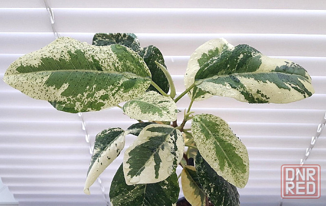 Фикус Ficus rubiginosa 'Variegata' Макеевка - изображение 1