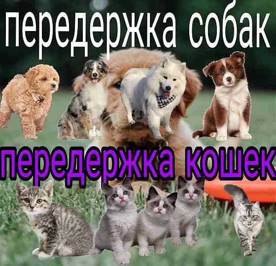 Передержка Донецк