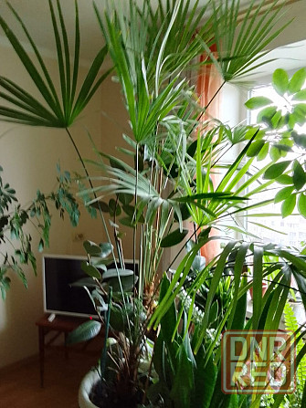 Комнатные растения Донецк - изображение 5