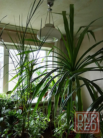 Комнатные растения Донецк - изображение 4