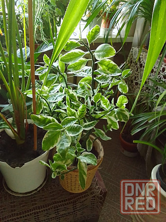 Комнатные растения Донецк - изображение 6