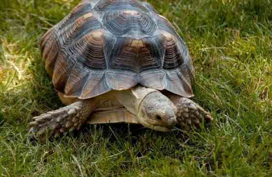 Крупная шпороносная черепаха Донецк