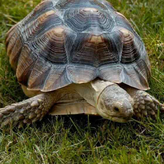 Крупная шпороносная черепаха Донецк