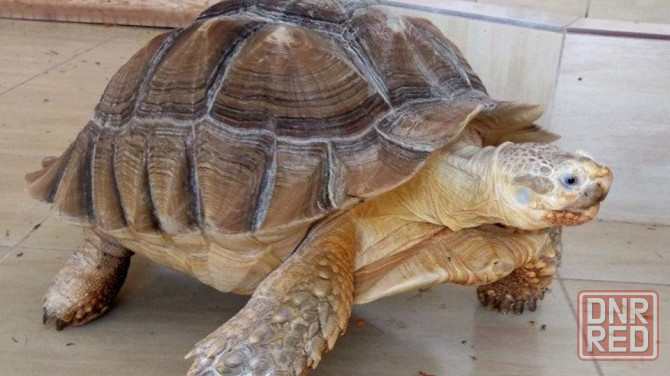 Крупная шпороносная черепаха Донецк - изображение 2