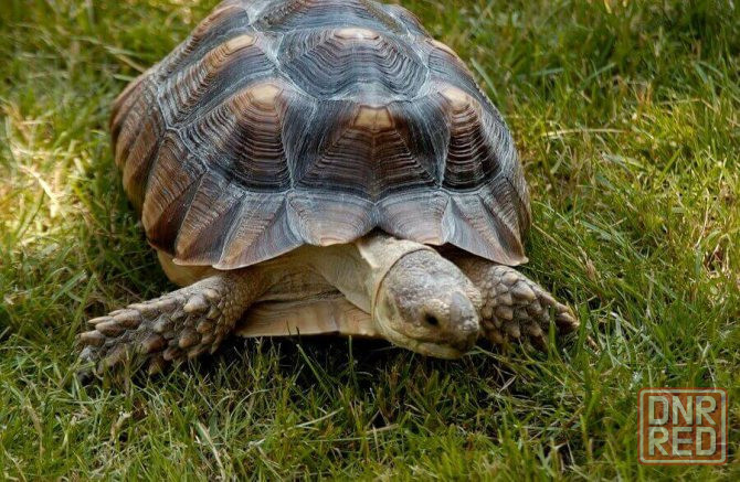 Крупная шпороносная черепаха Донецк - изображение 1
