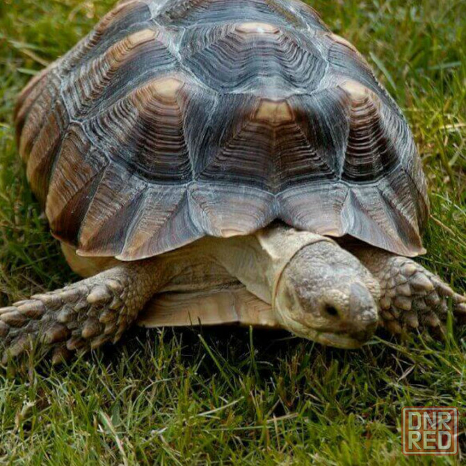 Крупная шпороносная черепаха Донецк - изображение 3
