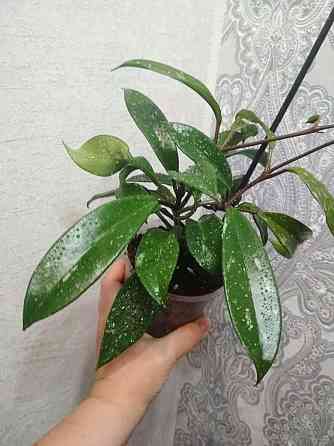 Хойя Пубикаликс Сильвер Пинк (Pubicalyx Silver Pink)-взрослое растение Макеевка