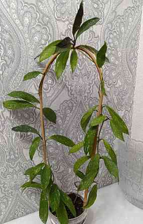 Хойя Пубикаликс Сильвер Пинк (Pubicalyx Silver Pink)-взрослое растение Макеевка