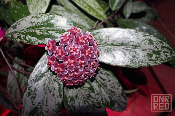 Хойя Пубикаликс Сильвер Пинк (Pubicalyx Silver Pink)-взрослое растение Макеевка - изображение 1