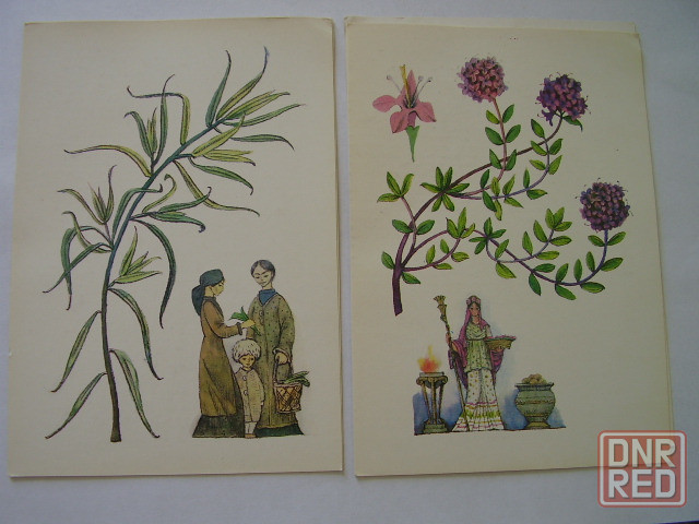 Набор открыток из истории пряных растений 16 шт. Донецк - изображение 2