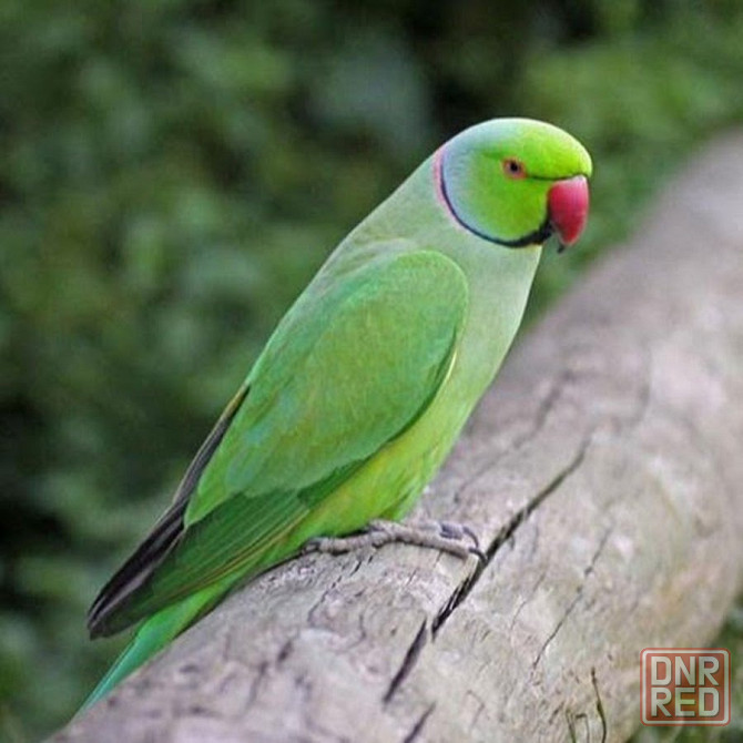 Ожереловые попугаи в наличии Донецк - изображение 2