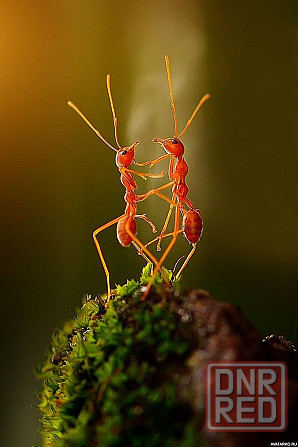Муравьиная ферма формикарий муравьи Донецк - изображение 1