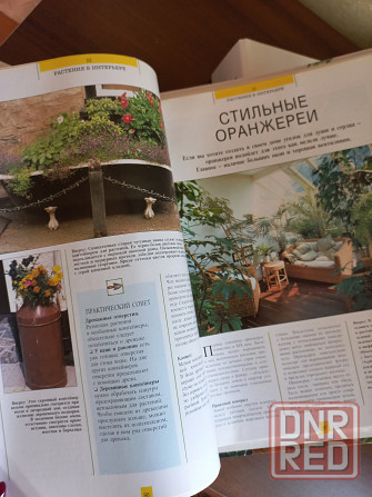 Магия растений Комнатные растения Композиции Донецк - изображение 6