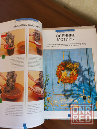 Магия растений Комнатные растения Композиции Донецк - изображение 5