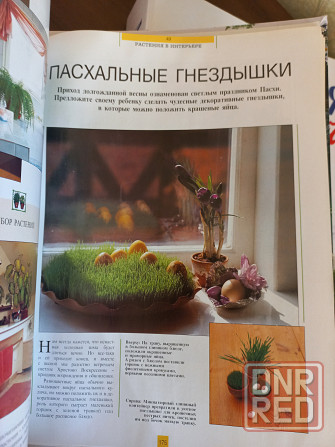Магия растений Комнатные растения Композиции Донецк - изображение 8