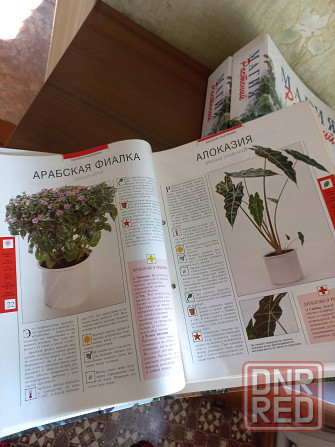 Магия растений Комнатные растения Композиции Донецк - изображение 3