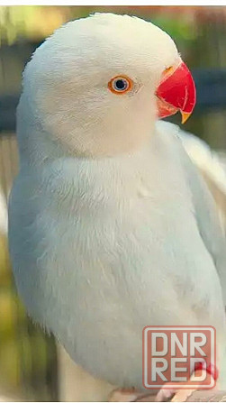 Ожереловый Белый попугай Донецк - изображение 3