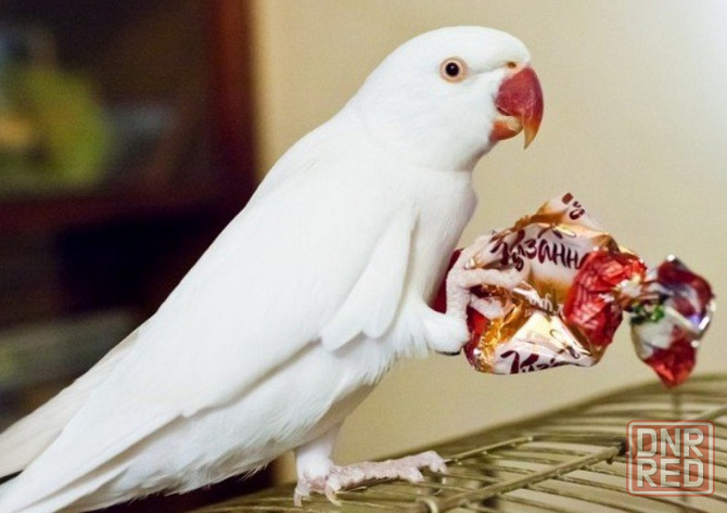 Ожереловый Белый попугай Донецк - изображение 1