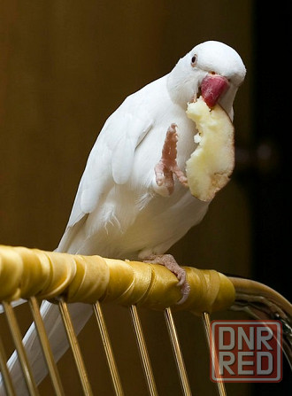Ожереловый Белый попугай Донецк - изображение 2