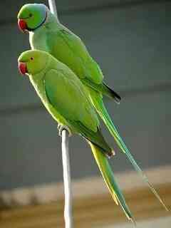 Ожереловые попугаи Зеленые Донецк