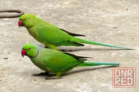 Ожереловые попугаи Зеленые Донецк - изображение 2