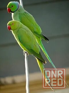 Ожереловые попугаи Зеленые Донецк - изображение 1